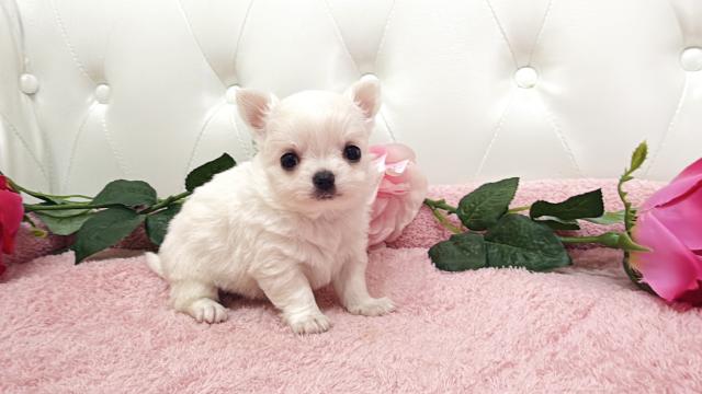 チワワ(ロング)