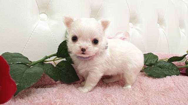 チワワ(ロング)