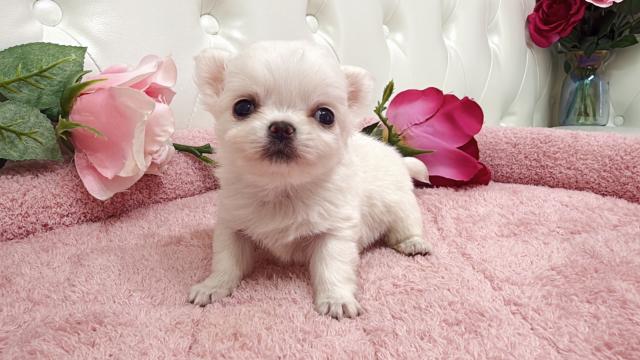 チワワ(ロング)