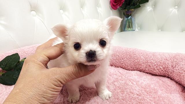 チワワ(ロング)