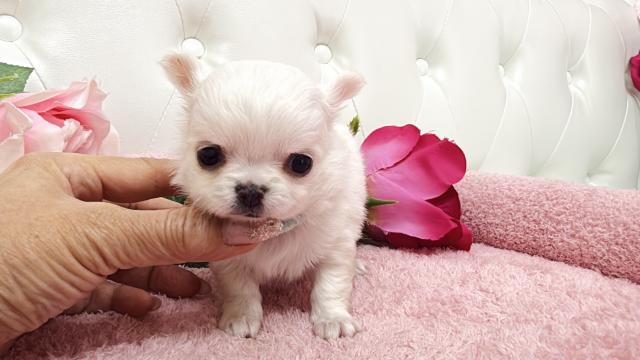 チワワ(ロング)