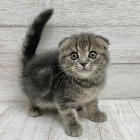 スコティッシュフォールド