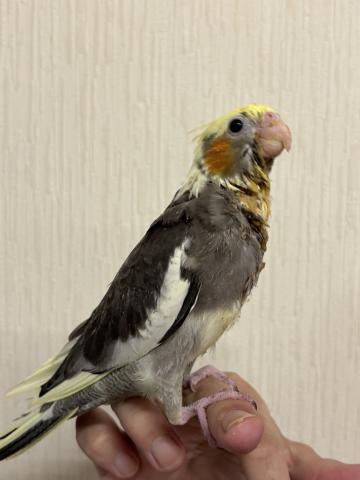 オカメインコ パイド