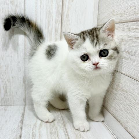 スコティッシュフォールド