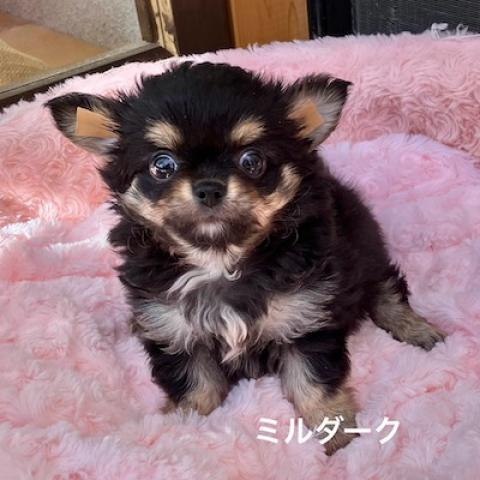 チワワ(ロングコート)