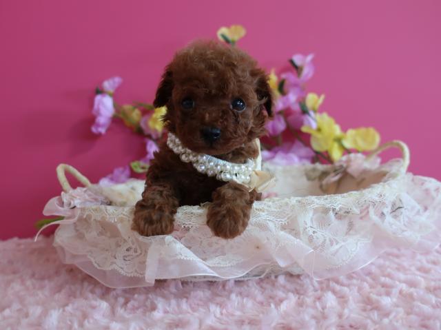 撮影は12月5日　生後35日目です