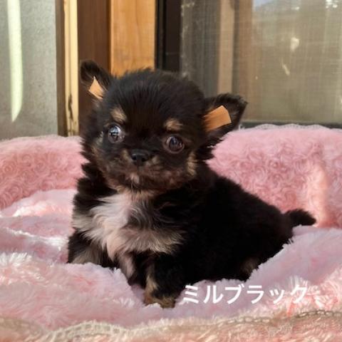 チワワ(ロングコート)