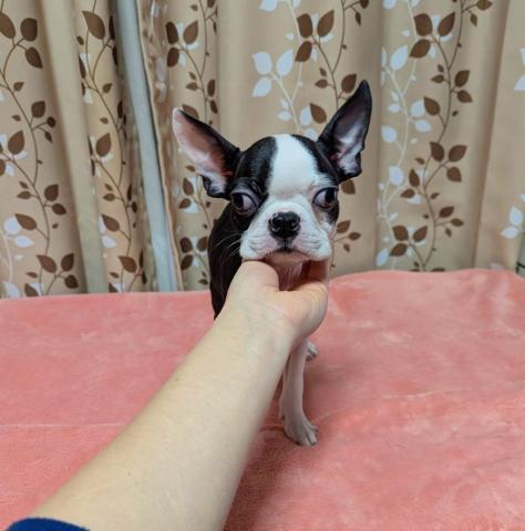 ボストンテリア