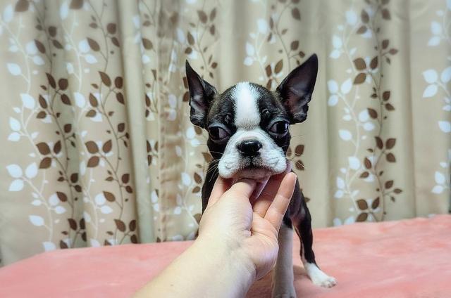 ボストンテリア