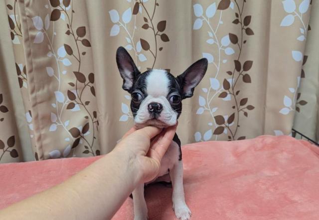 ボストンテリア