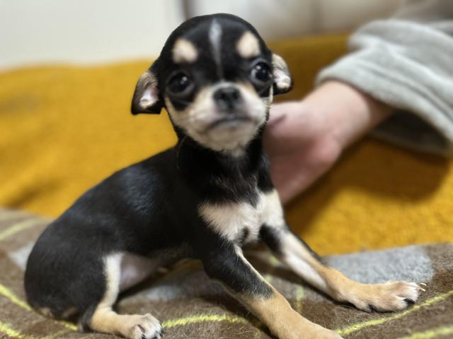 可愛いスムチー女の子