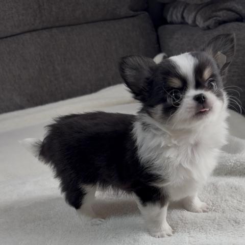 チワワ（ロングコート）