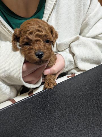 トイプードル11/6に穏やかな性格の両親から💛可愛いベビー産まれました💛女の子3匹と男の子1匹🔴健康と性格良しは保証します