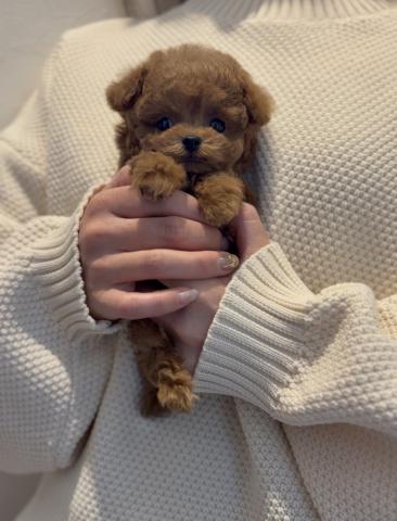 トイプードル🌺Baron🌺