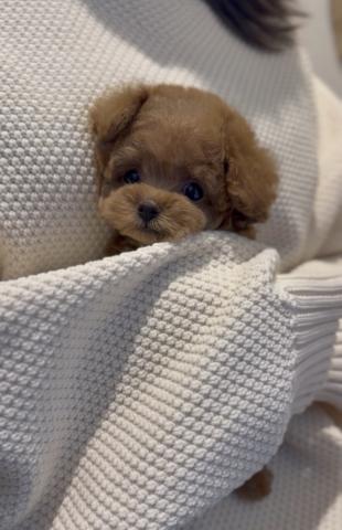 トイプードル🌺Seron🌺