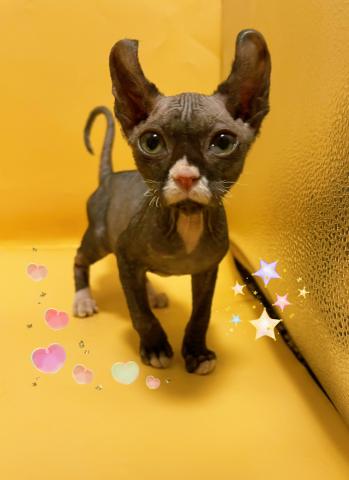 エルフキャット