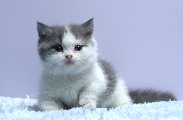 ミヌエット(旧ナポレオン)