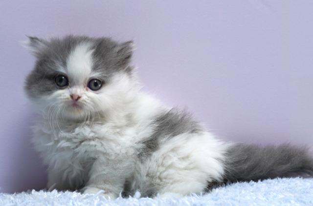 ミヌエット(旧ナポレオン)