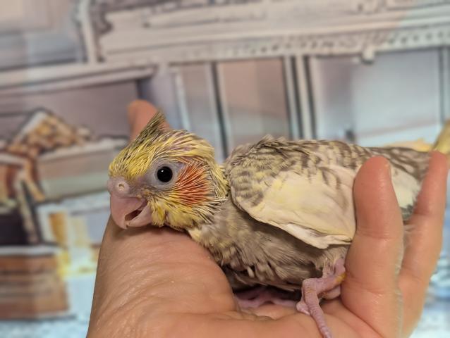オカメインコ シナモンパールパイド