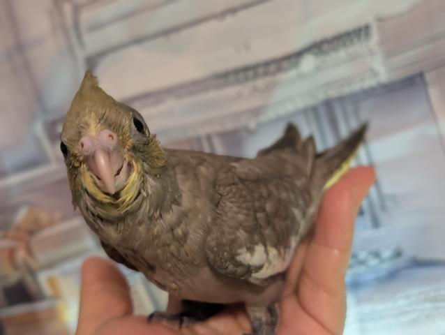 オカメインコPFドミナントシルバーSF