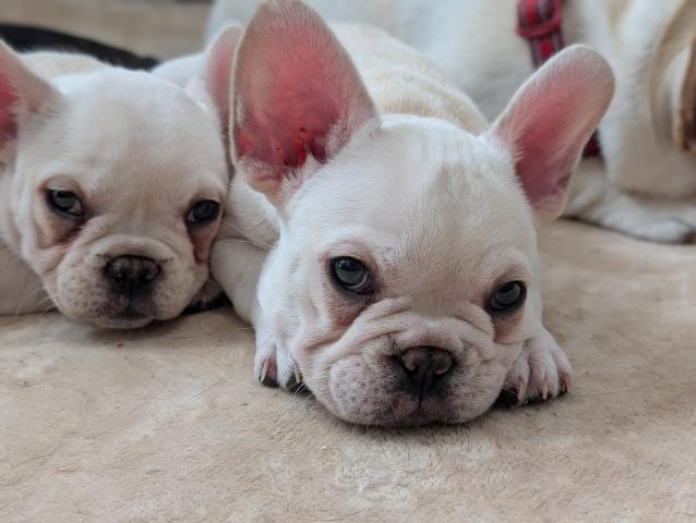 フレンチブルドッグ