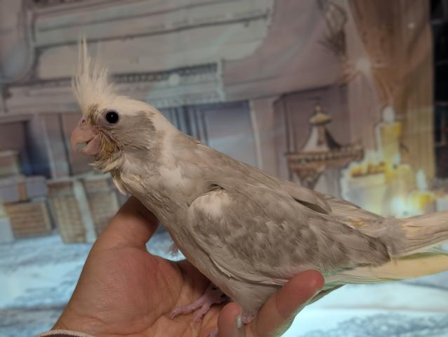 オカメインコ WFドミナントシルバーSFプラチナパイド