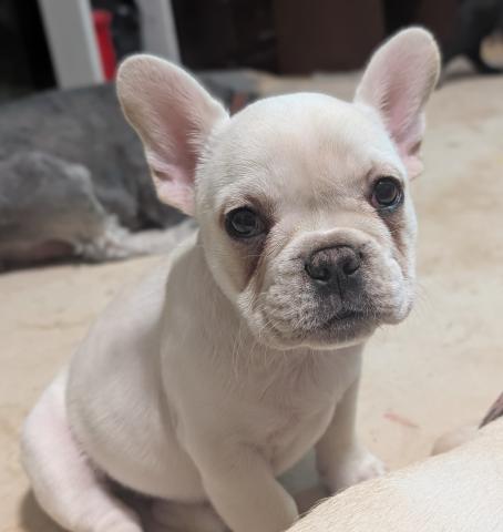 フレンチブルドッグ