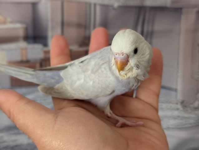 ライラックセキセイインコ