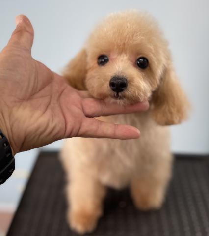 トイプードルクリスマス特価の子🉐Tカップサイズ確定の子✨無駄吠えもしないマナートレーニングはバッチリできた賢い子💕おトイレも完全マスターしてます💕Xmas🎄特価にご注目🎄