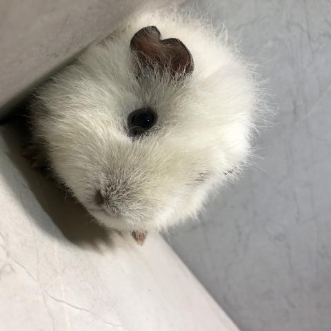 テディモルモット