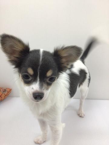 チワワ（ロングコート）