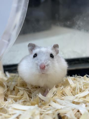 ジャンガリアンハムスター