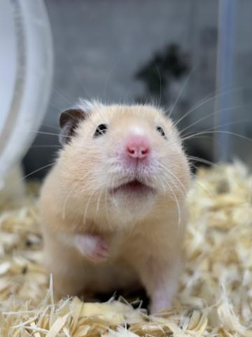 キンクマハムスター