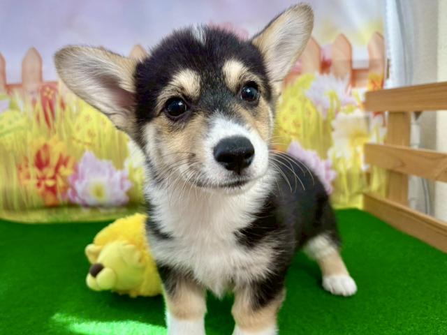 ウェルシュコーギーペンブローク