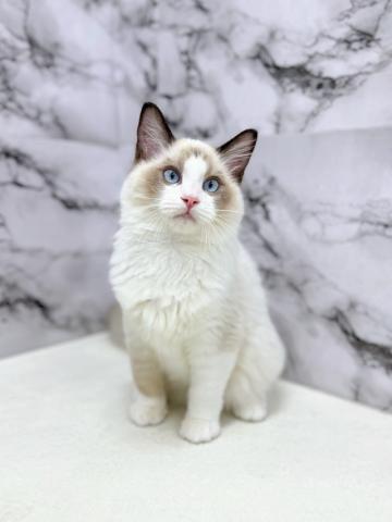 ラグドール【12/5お写真、動画更新！】Special price‼️しっとり落ち着いた癒し系キャット♪