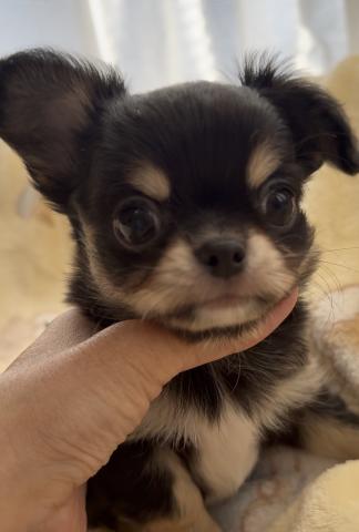 チワワ(ロングコート)