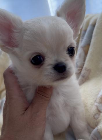 チワワ(ロングコート)