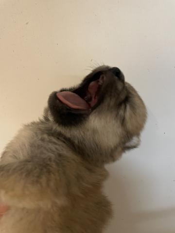 豆柴犬　すくすく成長中🩵