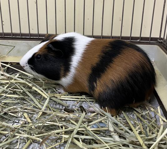 イングリッシュ