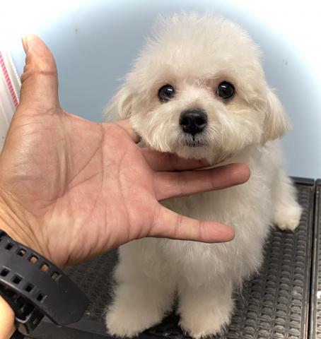 MIXXmas🎄特価の子🉐マルプーmix犬💕Tカップサイズ確定の小さい子💕