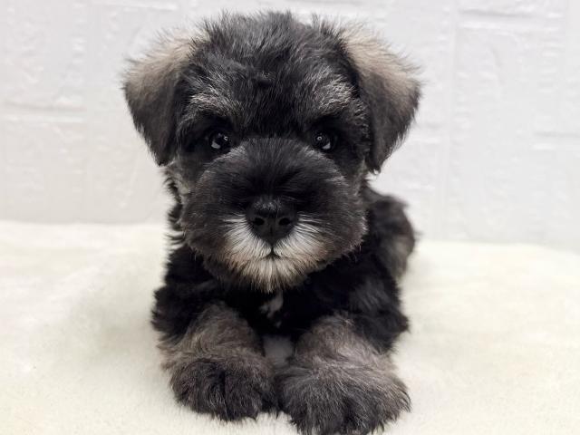 ミニチュアシュナウザー