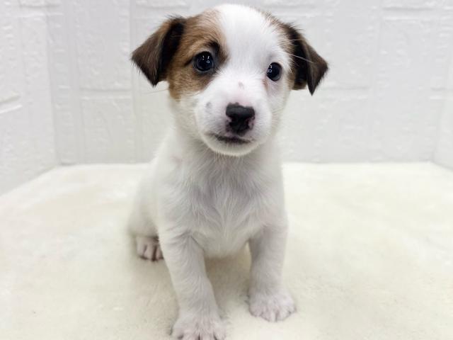 ジャックラッセルテリア