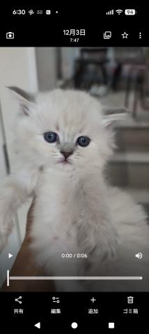 サイベリアンなのにラグドールかな？