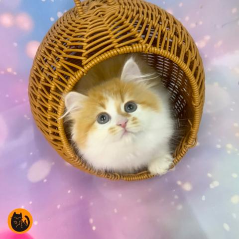 スコティッシュフォールド