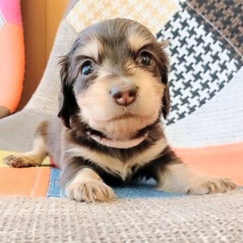 ミニチュアダックスフンド