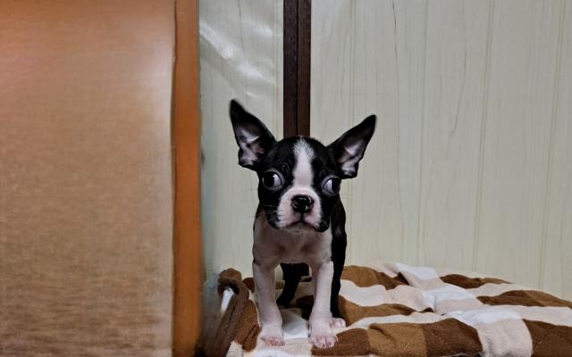 ボストンテリア