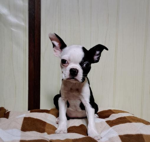 ボストンテリア