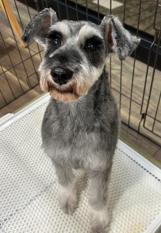 ミニチュアシュナウザー