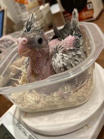 🕊️オカメインコ/ホワイトフェイスパール(女の子)