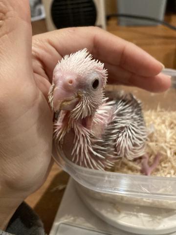 🕊️オカメインコ/ホワイトフェイスシナモンパールパイド